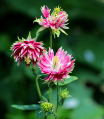 Orlíček Nora Barlow - Aquilegia vulgaris - semena - 30 ks