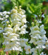 Hledík větší bílý - Antirrhinum majus - semena - 35 ks
