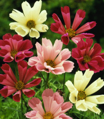 Krásenka zpeřená Sea Shells směs - Cosmos bipinnatus - semena - 80 ks