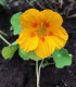 Lichořeřišnice větší Alaska Ladybird - Tropaeolum majus - semena - 10 ks