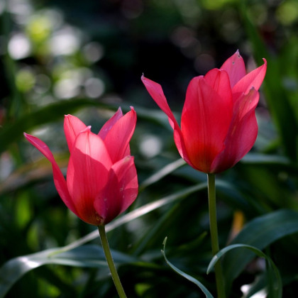 Tulipán Toronto - Tulipa - cibuloviny - 3 ks