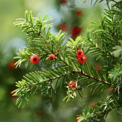 Tis červený - Taxus baccata - semena - 5 ks