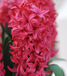 Hyacint Red Glory - Hyacinthus - cibuloviny - 1 ks