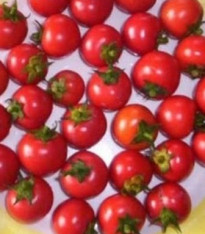 Rajče koktejlové Bistro - Lycopersicon esculentum - semena - 15 ks