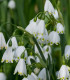 Bledule letní Giant - Leucojum aestivum - cibuloviny - 2 ks