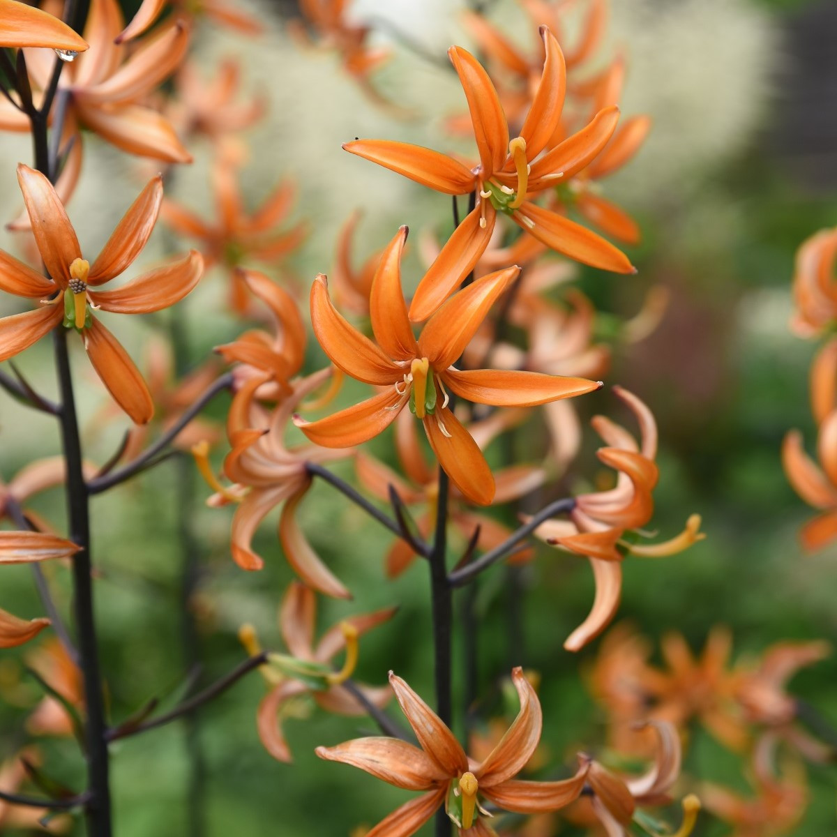 Lilie Martagon Orange Marmelade - Lilium - cibuloviny - 1 ks