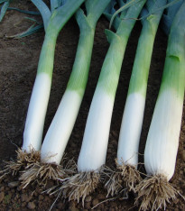Pór pravý Golem - Allium porrum - semena - 200 ks