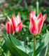 Tulipán Pinocchio - Tulipa - cibuloviny - 3 ks