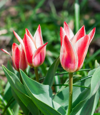 Tulipán Pinocchio - Tulipa - cibuloviny - 3 ks