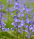 Hyacintovec španělský modrý - Hyacinthoides hispanica - cibuloviny - 5 ks
