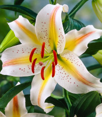 Lilie Garden Party - Lilium - cibuloviny - 1 ks