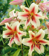 Lilie Lavon – Lilium – cibulky lilie