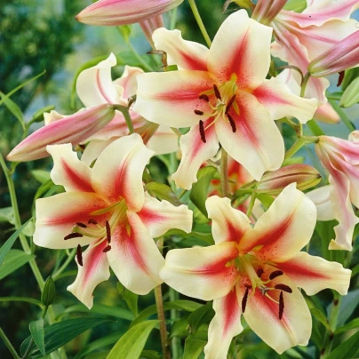 Lilie Lavon - Lilium - cibuloviny - 1 ks