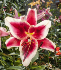 Lilie Garden Pleasure - Lilium x hybridum - cibuloviny - 1 ks