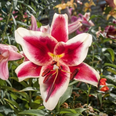 Lilie Garden Pleasure - Lilium x hybridum - cibuloviny - 1 ks