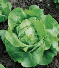 BIO Salát hlávkový Nel - Lactuca sativa - bio semena - 0,1 g