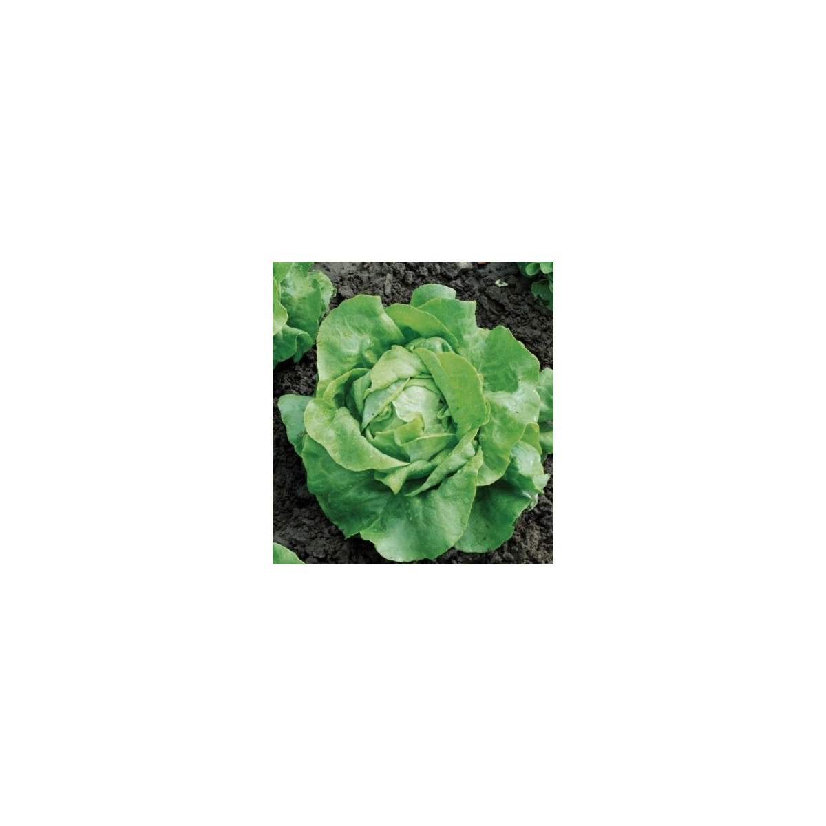 BIO Salát hlávkový Nel - Lactuca sativa - bio semena - 0,1 g