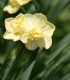 Narcis Cheerfulness - Narcissus - cibuloviny - 3 ks
