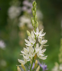 Ladoník bílý - Camassia alba - cibuloviny - 2 ks