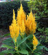 Nevadlec žlutý - Celosia plumosa - semena - 50 ks