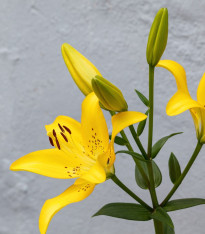 Lilie Yellow Planet - Lilium lancifolium - cibuloviny - 1 ks