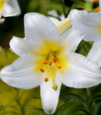 Lilie White Planet - Lilium - cibuloviny - 1 ks