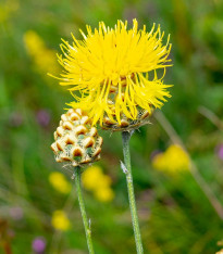 Chrpa luční žlutá - Centaurea cyanus - semena - 50 ks