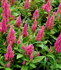 Nevadlec růžový - Celosia argentea - semena - 50 ks