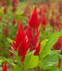 Nevadlec ohnivý - Celosia plumosa - semena - 50 ks