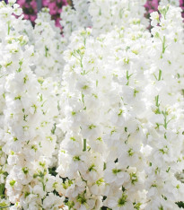 Fiala letní Anytime White - Matthiola incana - semena - 60 ks