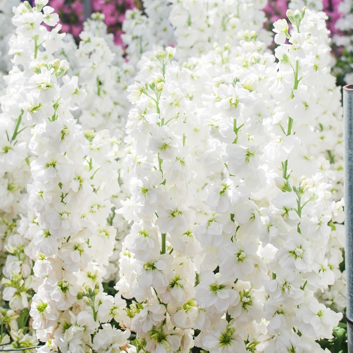 Fiala letní Anytime White - Matthiola incana - semena - 60 ks