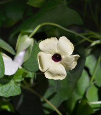 Semena Černooké Zuzany – Černooká Zuzana křídlatá bílá – Thunbergia alata