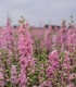 Stračka Qis Rose - Delphinium consolida - semena - 100 ks