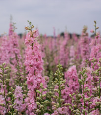 Stračka Qis Rose - Delphinium consolida - semena - 100 ks