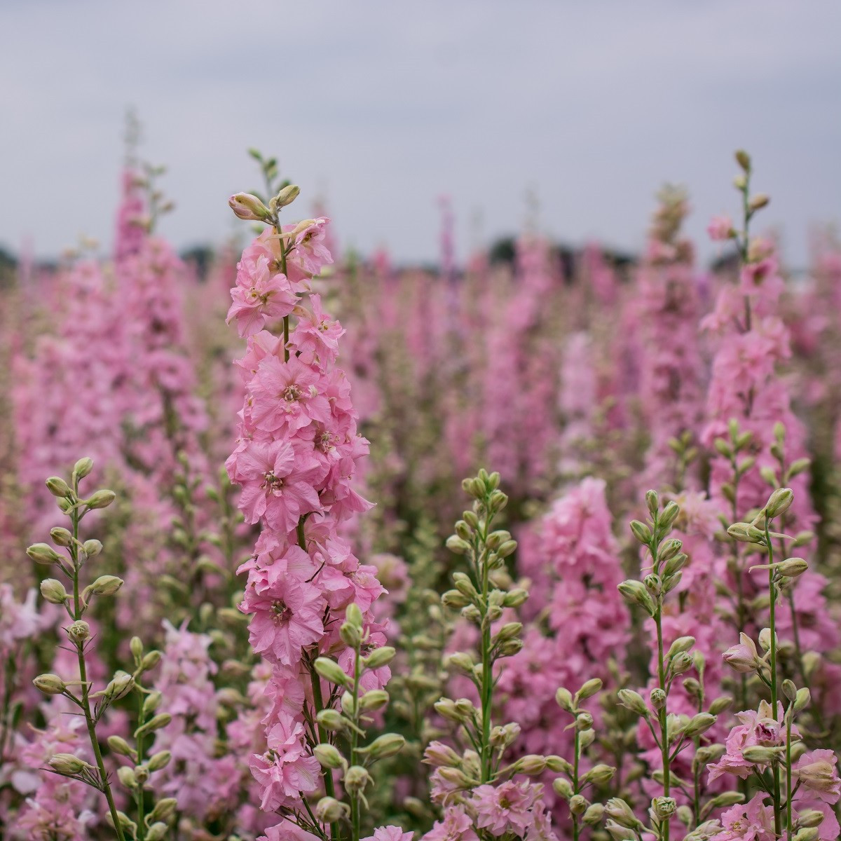 Stračka Qis Rose - Delphinium consolida - semena - 100 ks