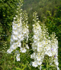 Stračka bílá - Delphinium consolida - semena - 100 ks