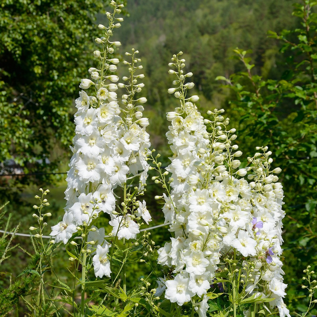Stračka bílá - Delphinium consolida - semena - 100 ks