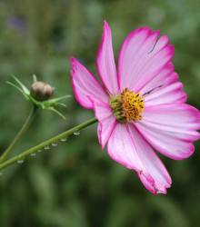 Semena krásenky – Krásenka zpeřená Fizzy Rose – Cosmos bipinnatus
