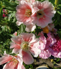 Zářivka velkokvětá Aurora - Godetia amoena - semena - 0,1 g