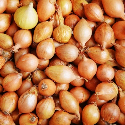 Cibule sazečka ozimá Shakespeare - Allium cepa - cibulky - 500 g