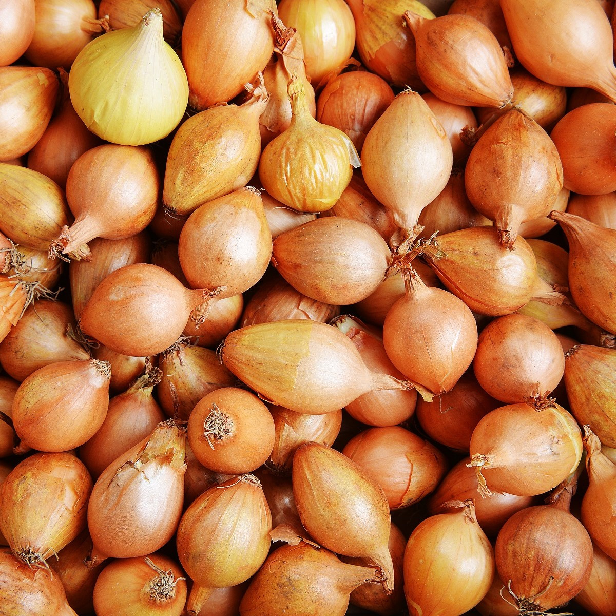 Cibule sazečka ozimá Shakespeare - Allium cepa - cibulky - 500 g