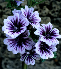 Sléz lesní Zebrina - Malva sylvestris - semena - 50 ks
