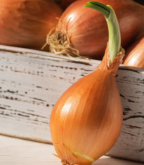 Cibule sazečka ozimá Shakespeare - Allium cepa - cibulky - 250 g