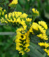 Limonka chobotnatá žlutá - Limonium sinuatum - semena - 30 ks
