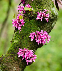 Zmarlika Jidášova - Cercis siliquastrum - semena - 6 ks