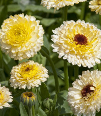 Měsíček lékařský Ivory Princess - Calendula officinalis - semena - 40 ks