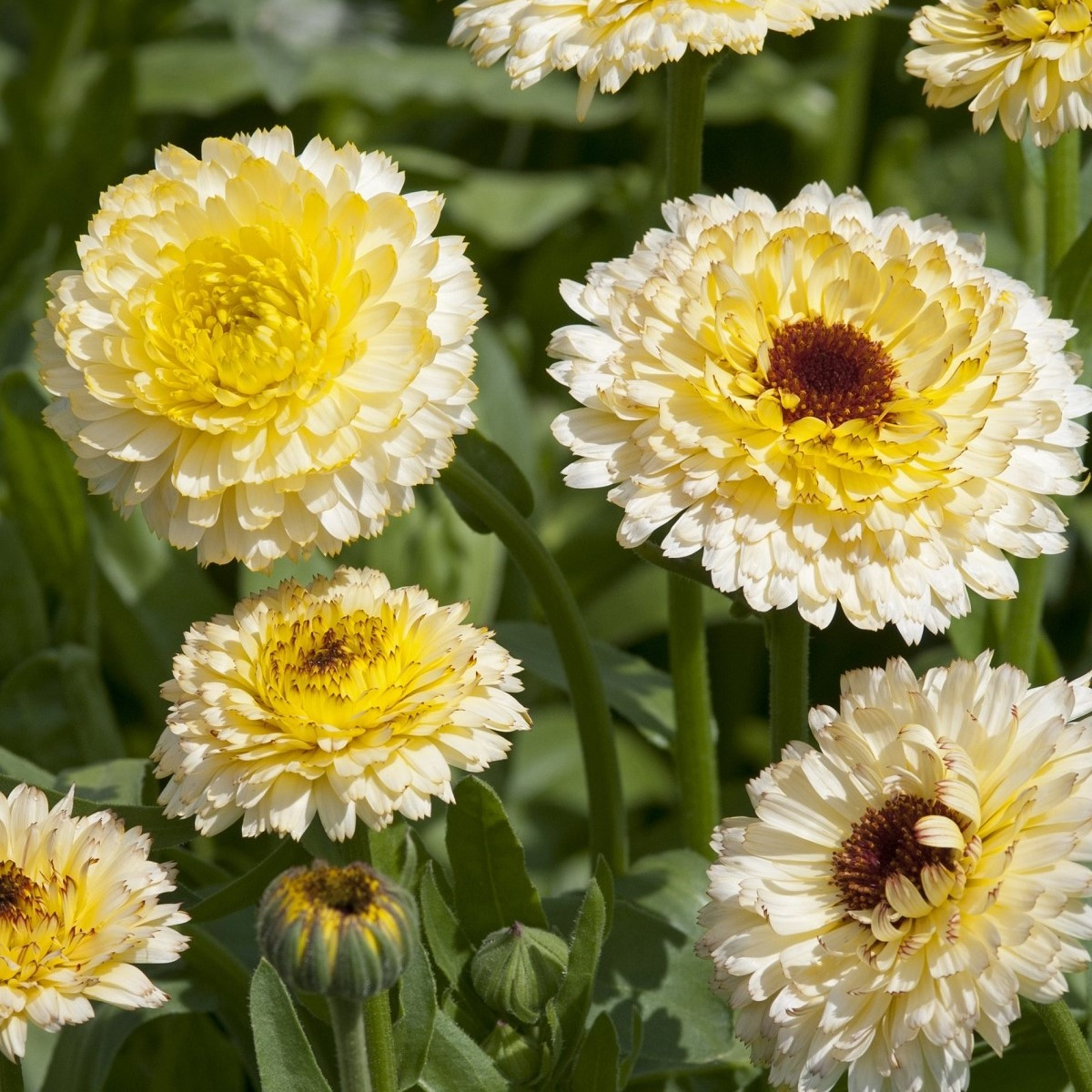 Měsíček lékařský Ivory Princess - Calendula officinalis - semena - 40 ks