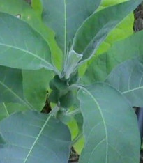 Tabák Madole - Nicotiana tabacum - semena - 20 ks