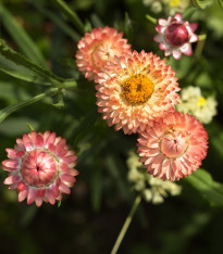 Smil listenatý Silvery Rose - Helichrysum bracteatum - semena - 500 ks