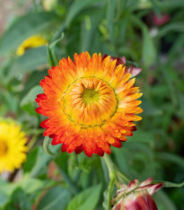 Smil listenatý oranžový - Helichrysum bracteatum - semena - 400 ks